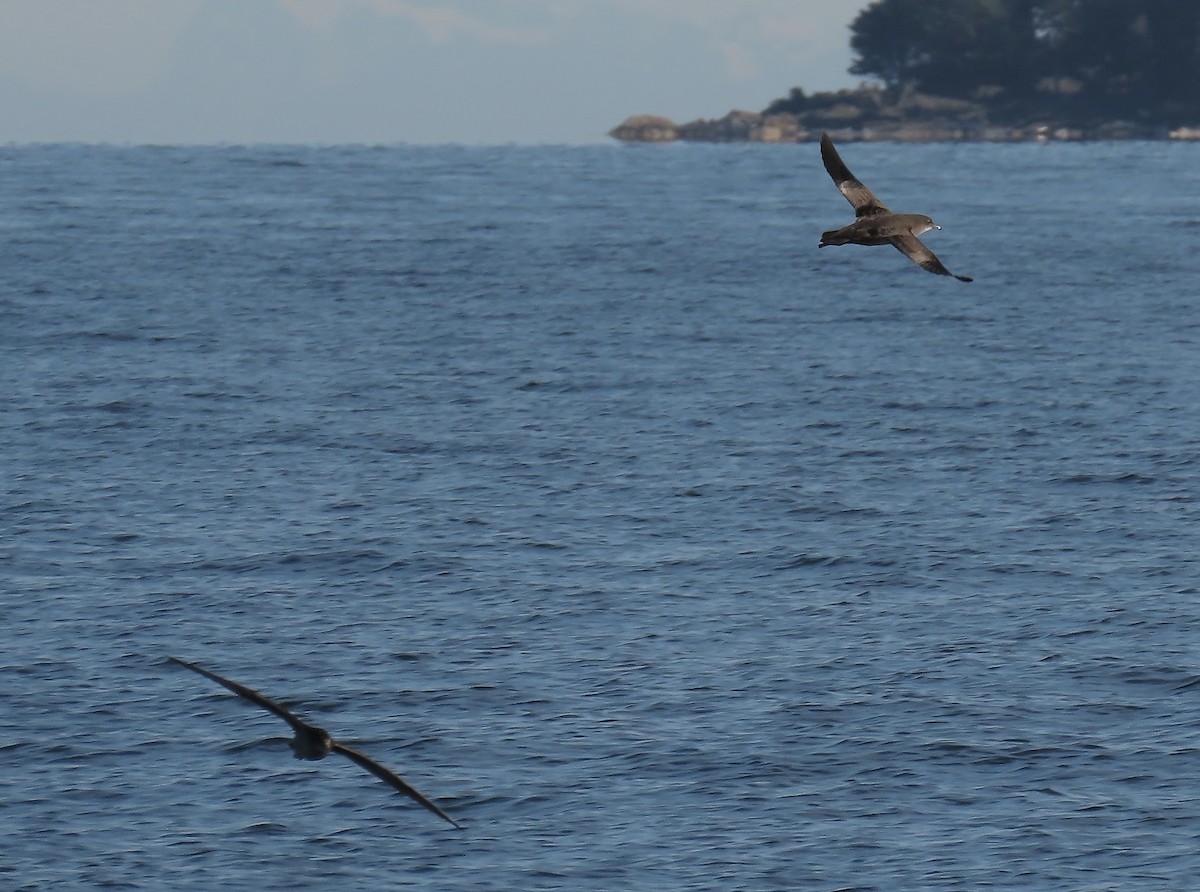 Short-tailed Shearwater - ML643577665