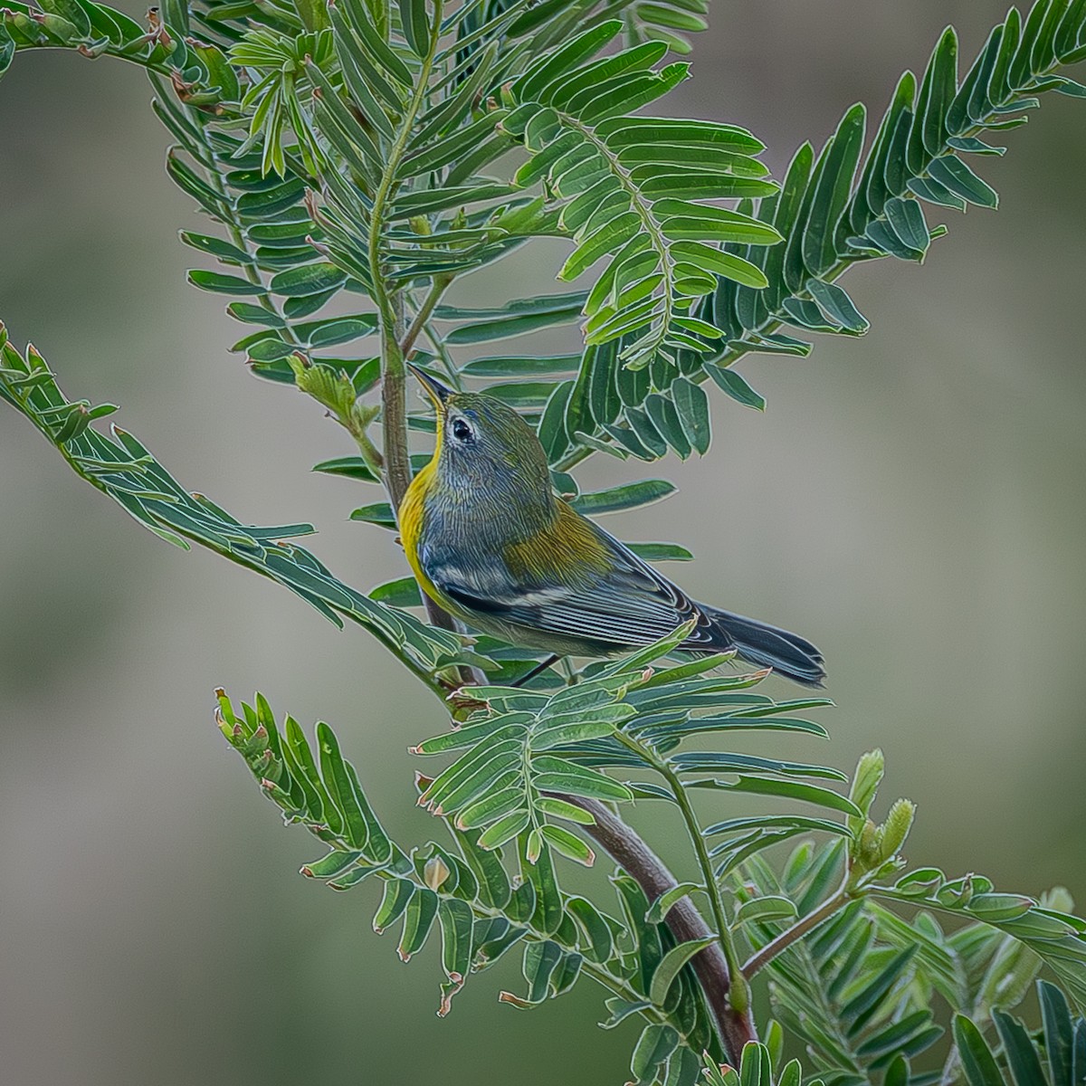 Northern Parula - ML643577666