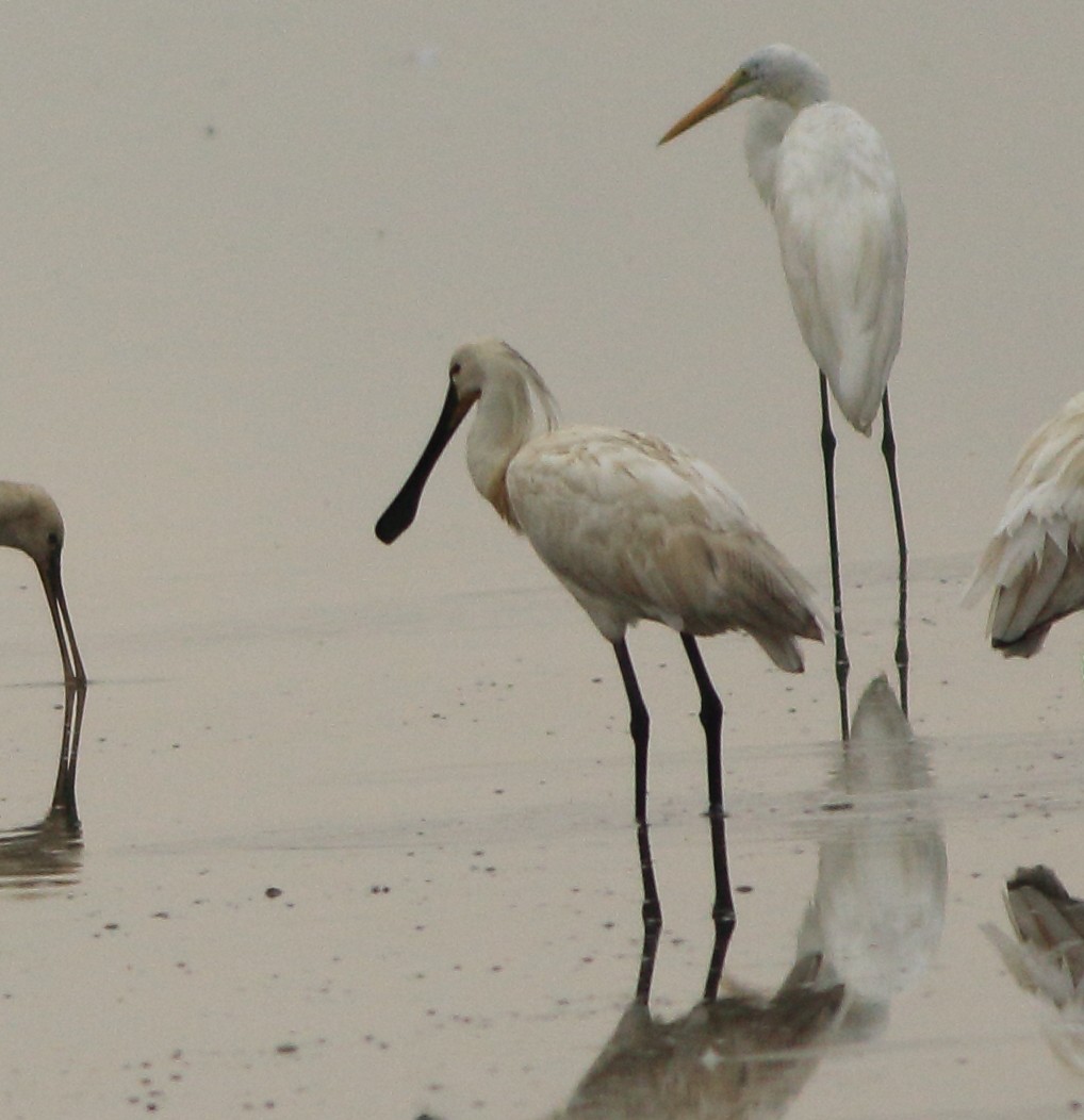 Eurasian Spoonbill - ML643577670