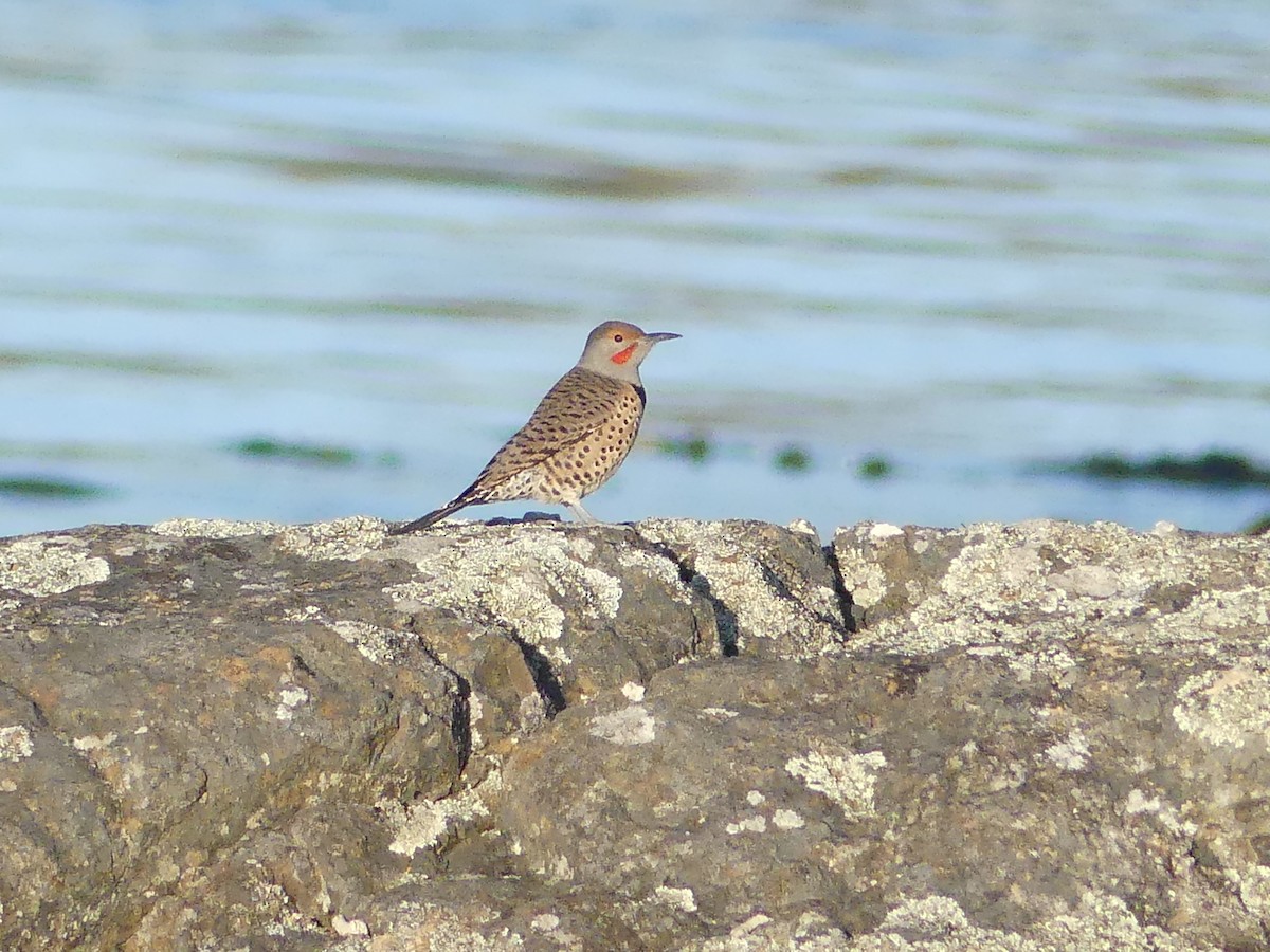 Northern Flicker - ML643577671