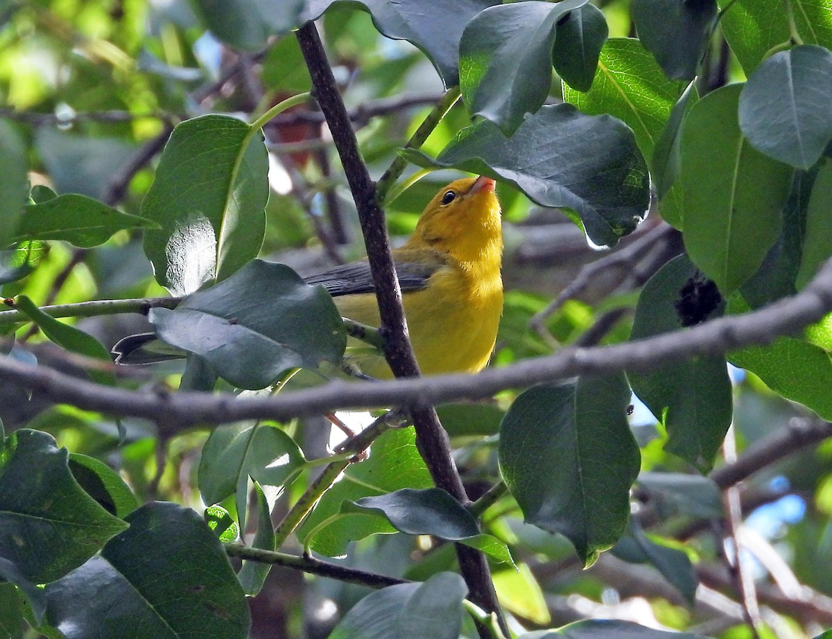 Prothonotary Warbler - ML643577672