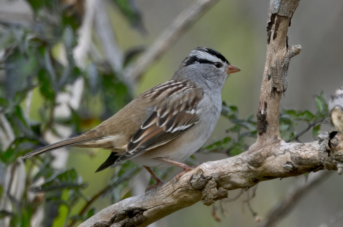 White-crowned Sparrow (leucophrys) - ML643577673