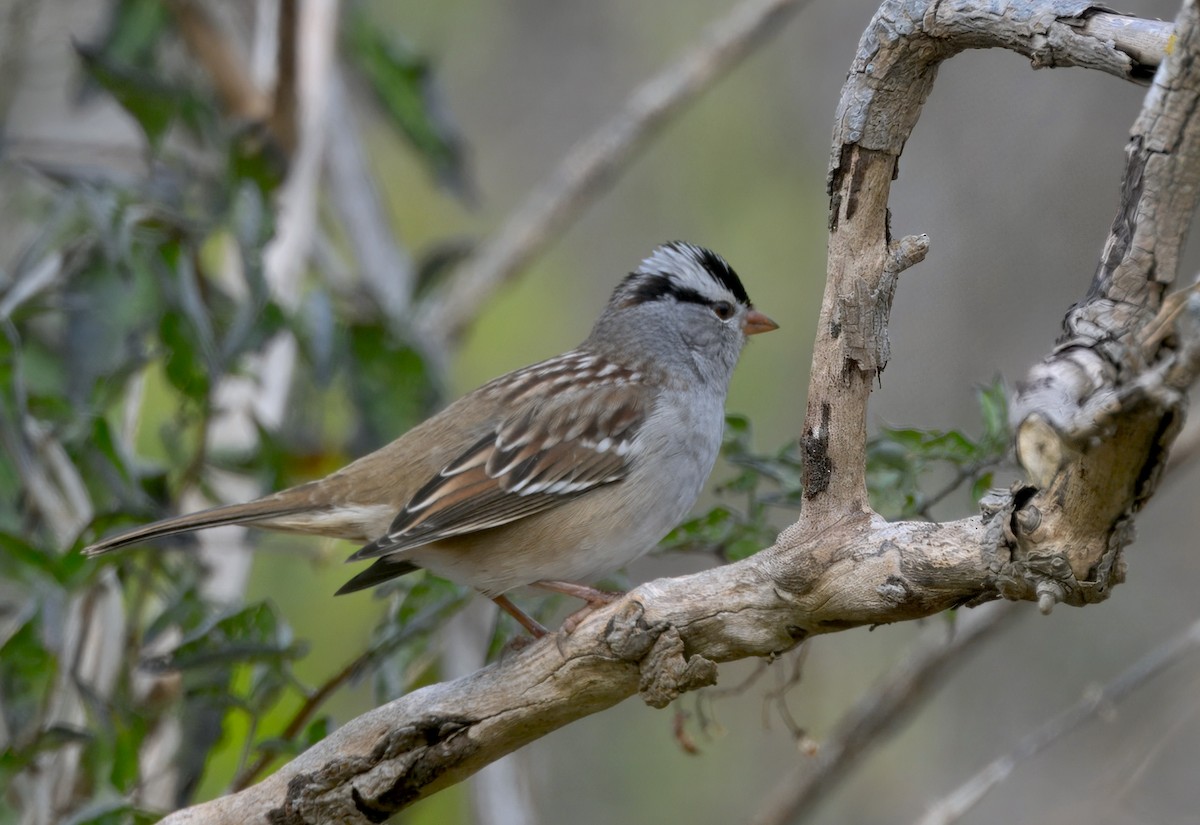 White-crowned Sparrow (leucophrys) - ML643577674