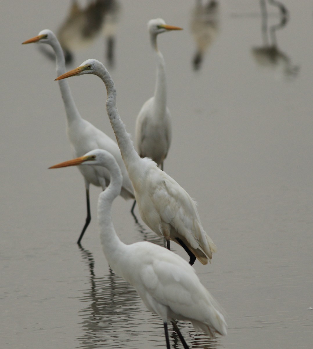 Great Egret - ML643577675