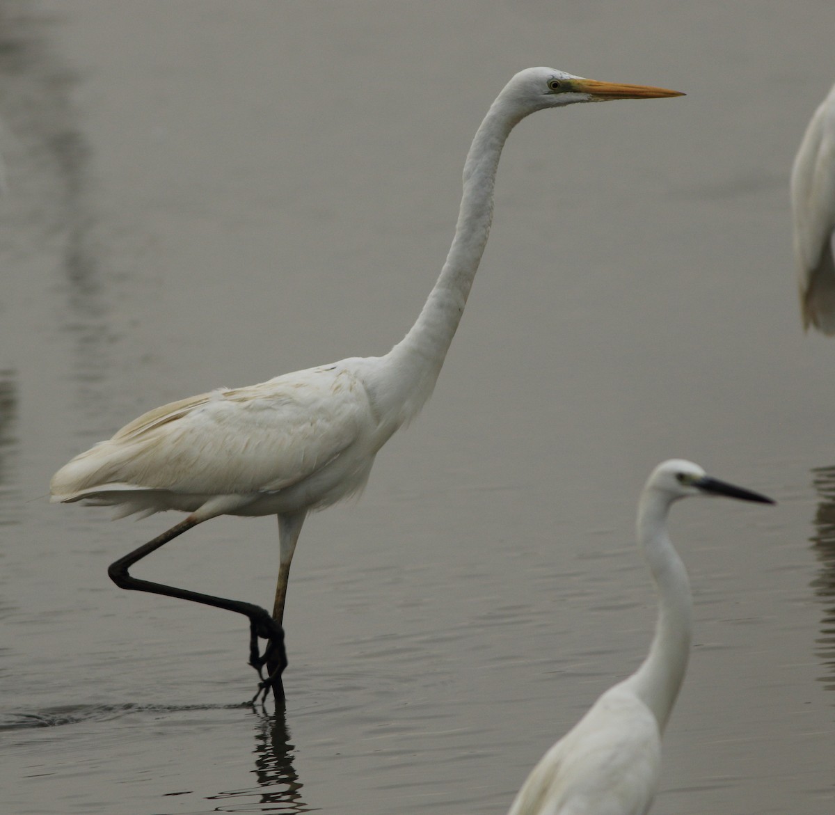 Great Egret - ML643577676