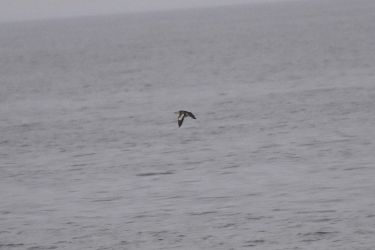 Black Guillemot - ML643577678