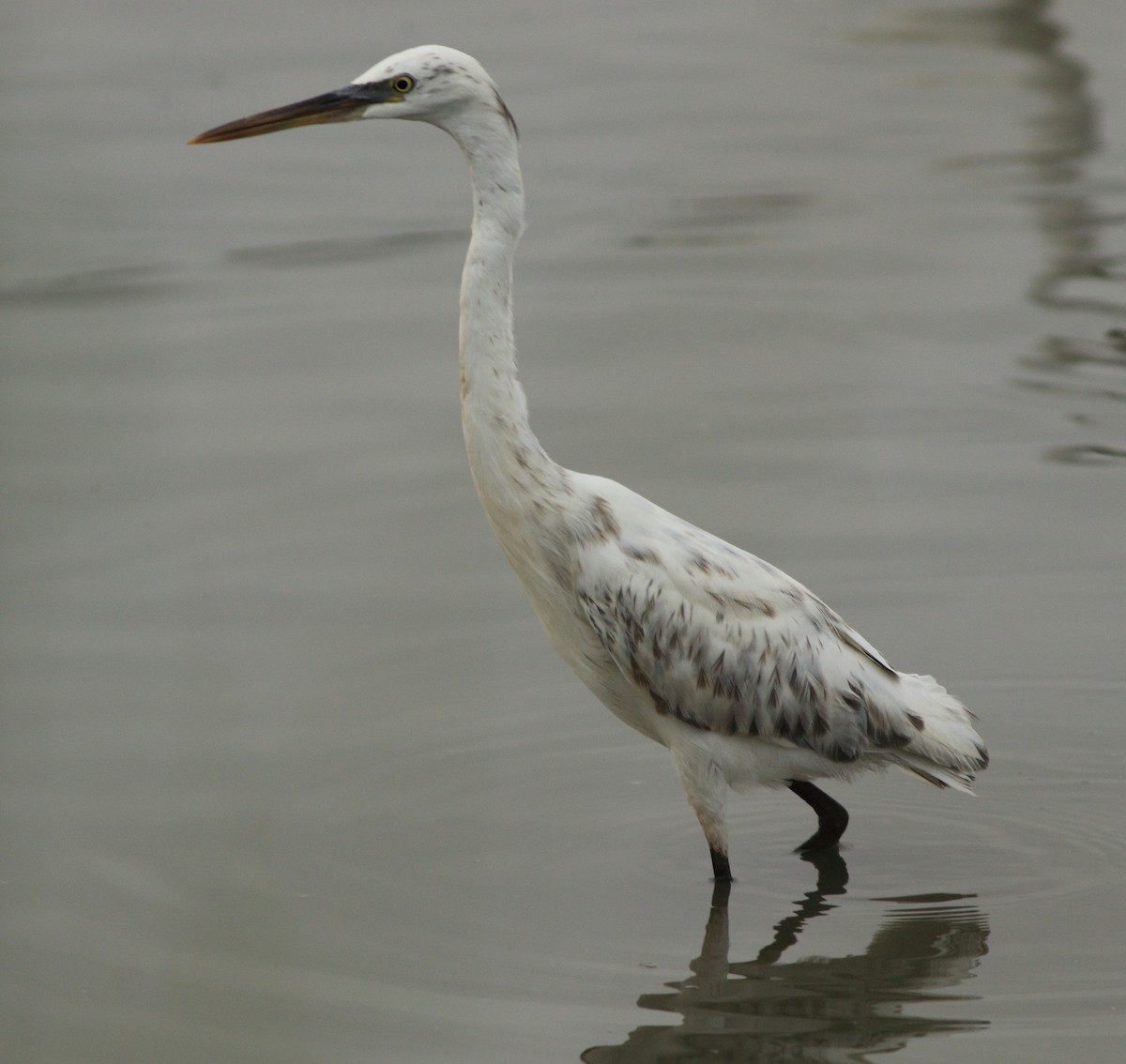 Western Reef-Heron - ML643577679