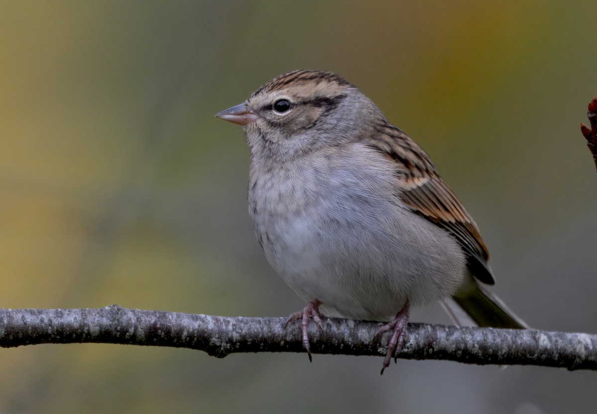 Chipping Sparrow - ML643577681