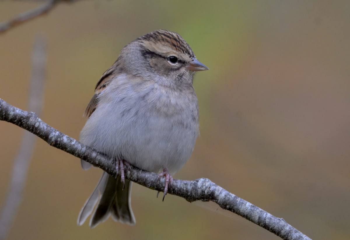 Chipping Sparrow - ML643577682