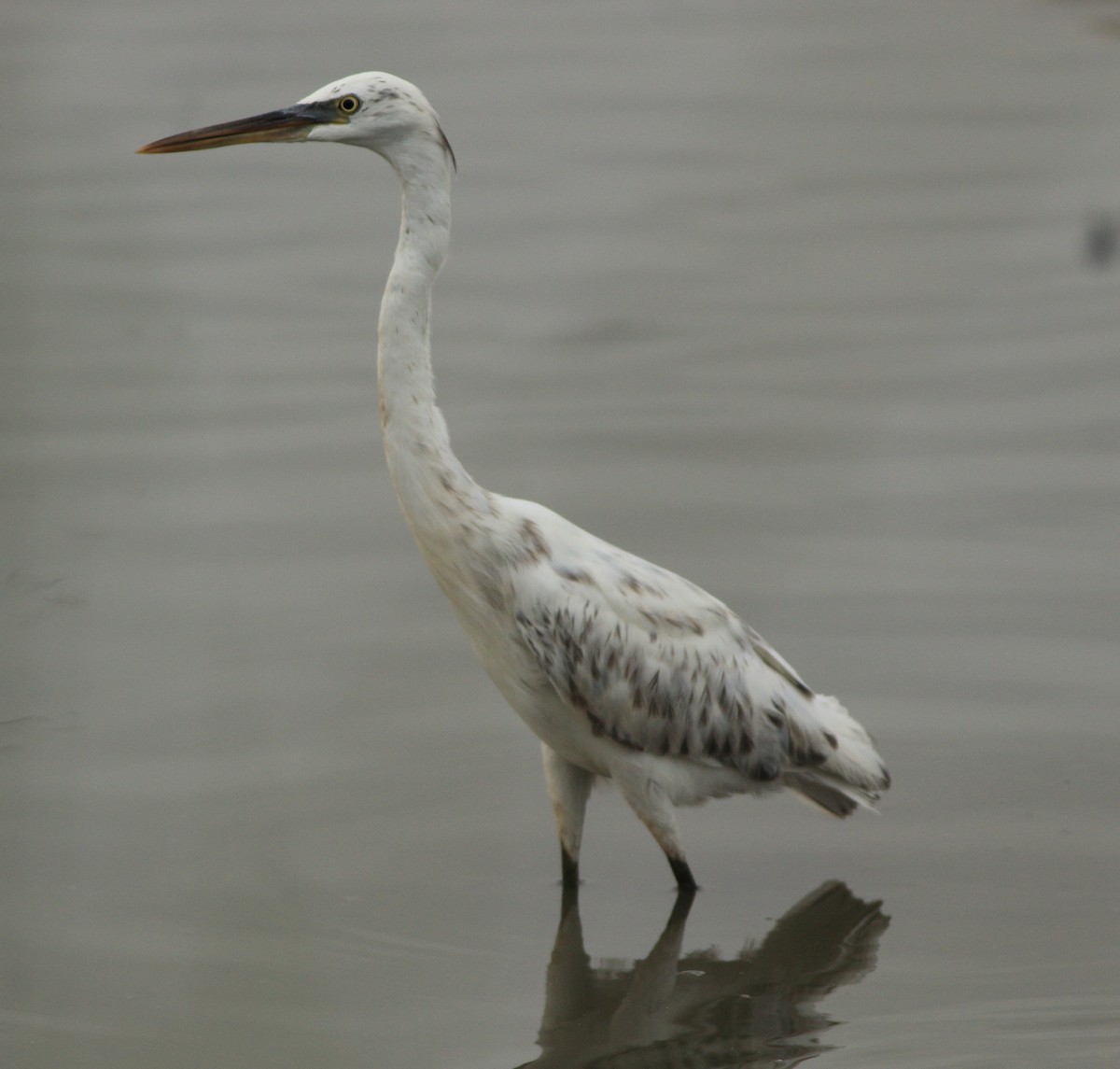 Western Reef-Heron - ML643577692