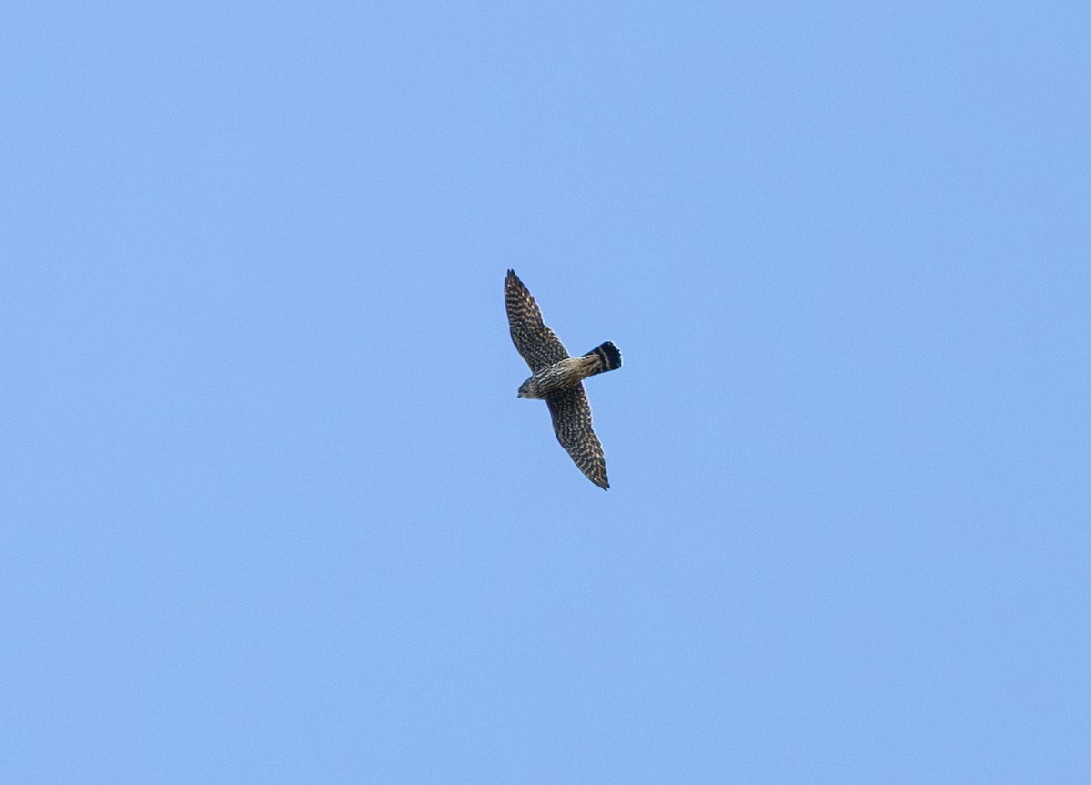コチョウゲンボウ（columbarius） - ML643577704