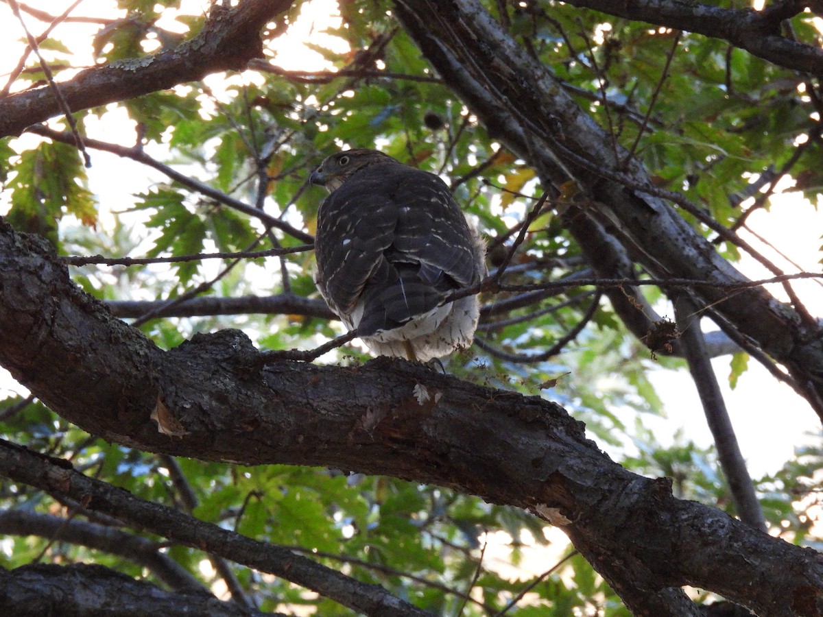 Cooper's Hawk - ML643577712