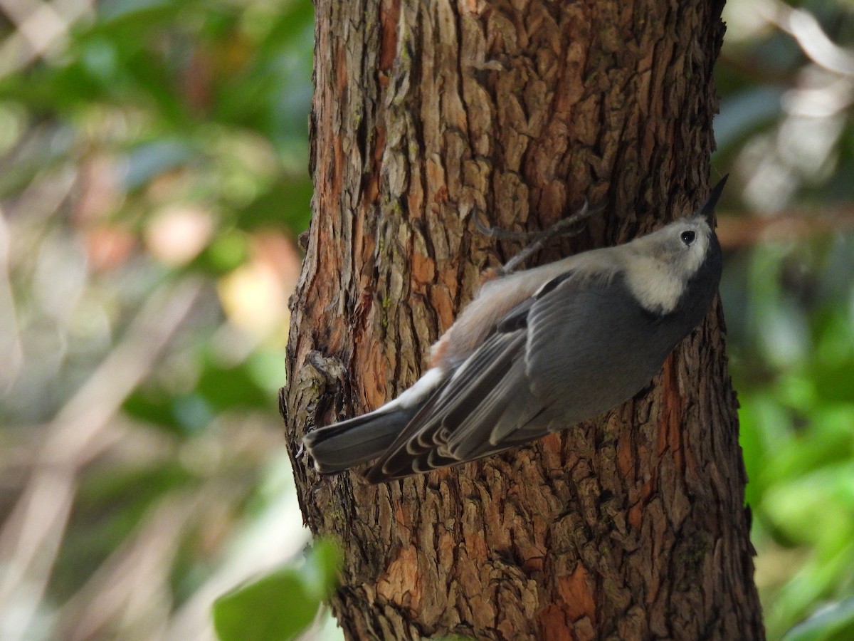 White-breasted Nuthatch - ML643577718