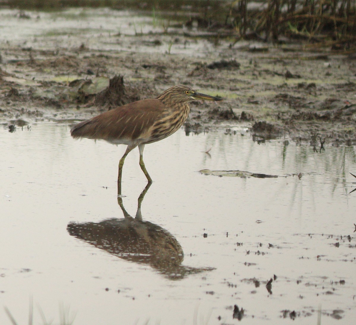 Indian Pond-Heron - ML643577719