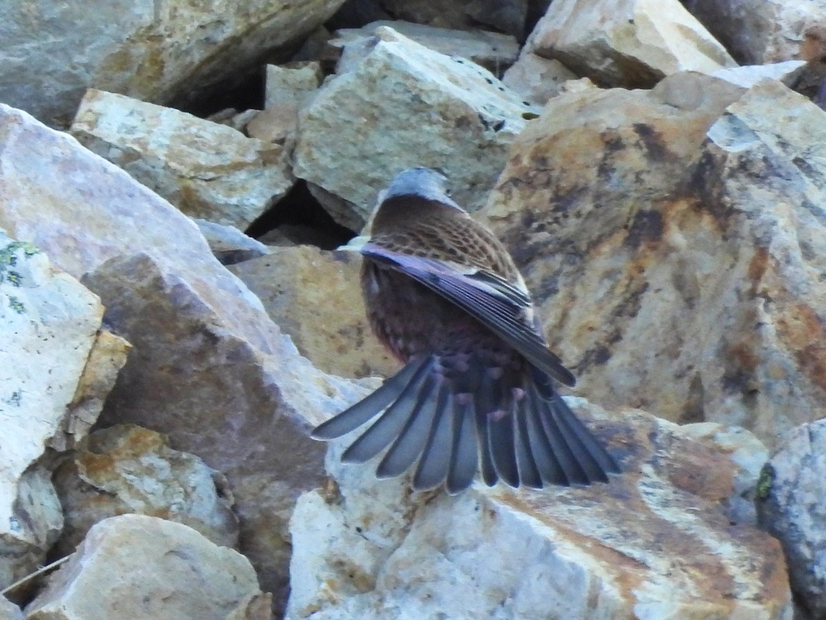 Gray-crowned Rosy-Finch - ML643577720
