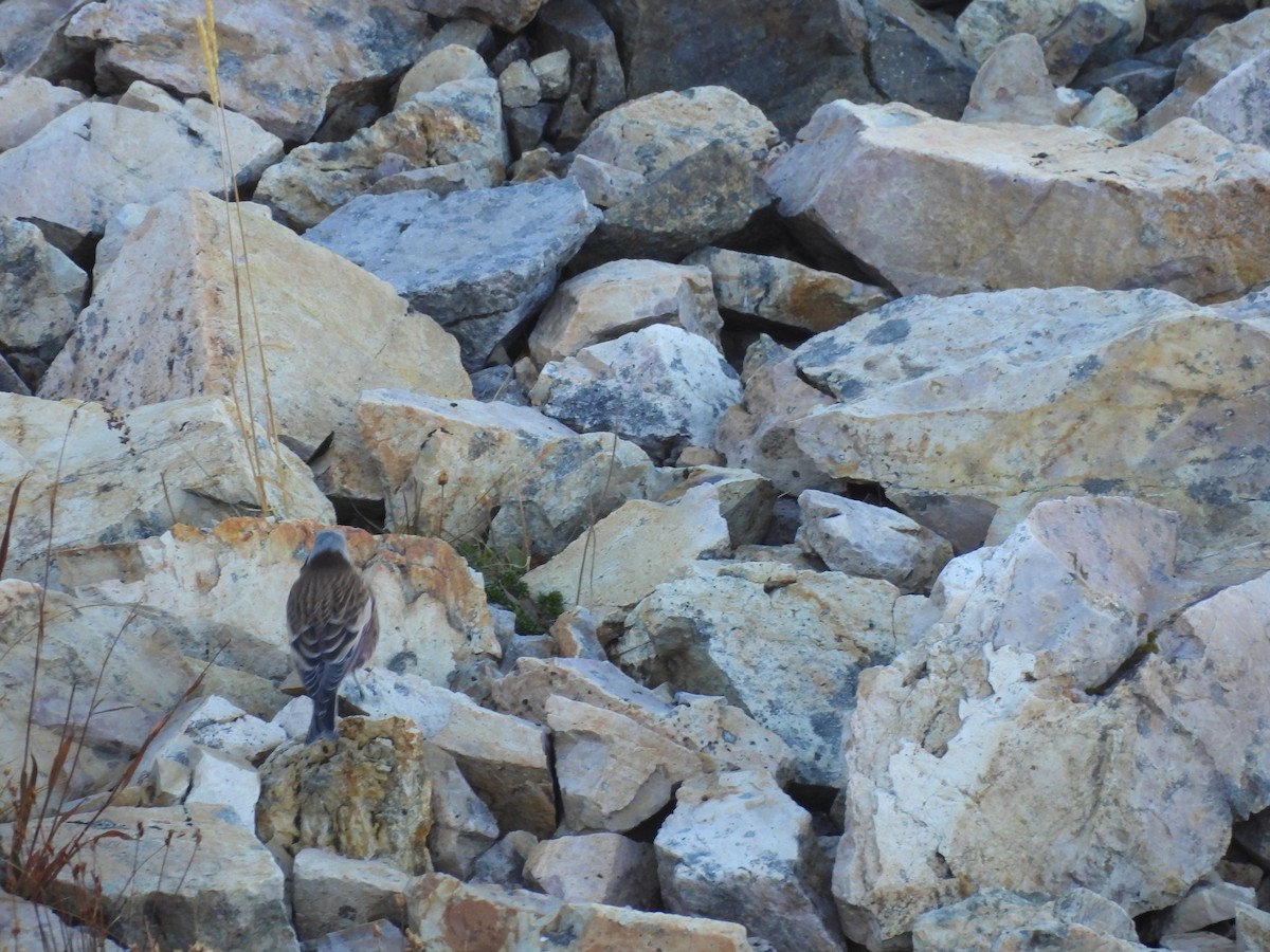 Gray-crowned Rosy-Finch - ML643577721