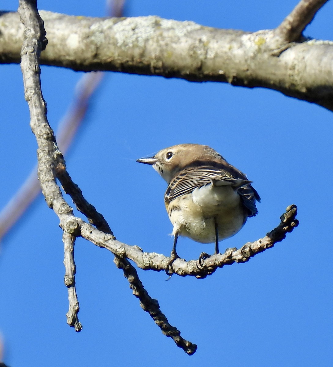 Yellow-rumped Warbler - ML643577738