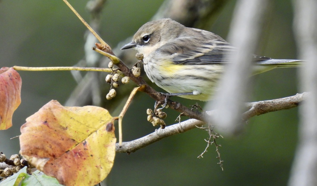 Yellow-rumped Warbler - ML643577739