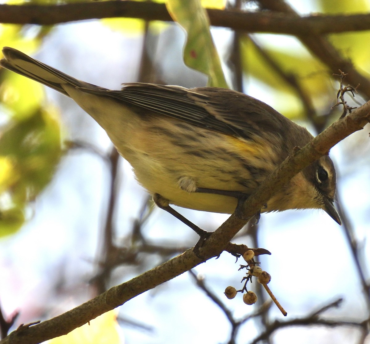 Yellow-rumped Warbler - ML643577740