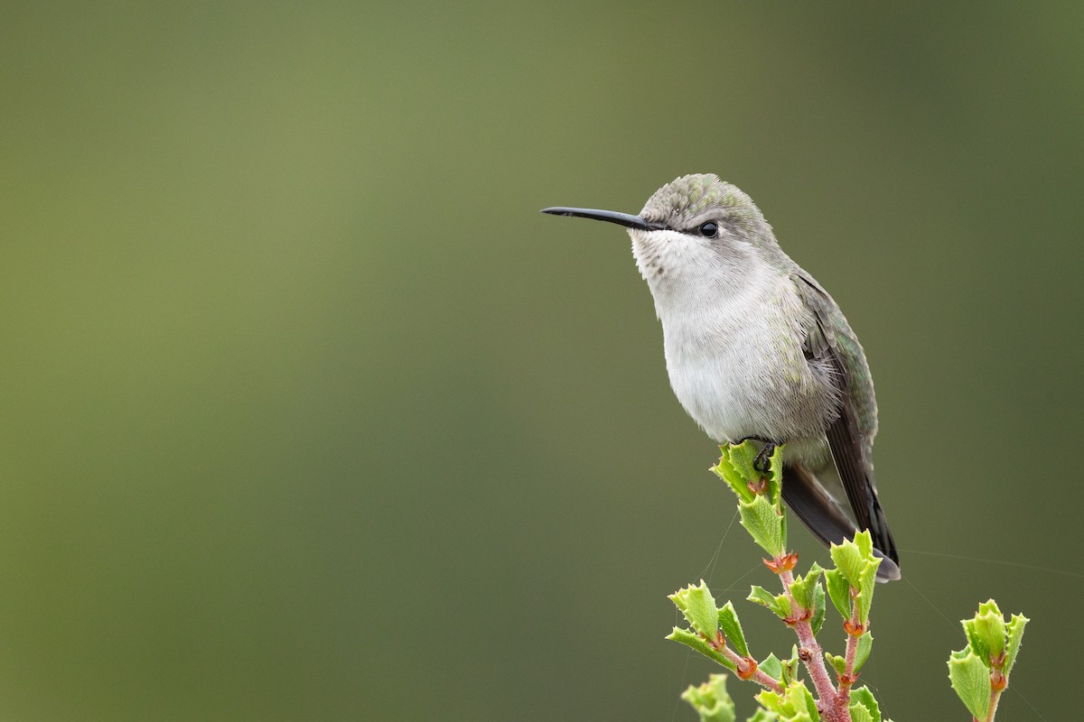 Anna's x Costa's Hummingbird (hybrid) - ML643577751