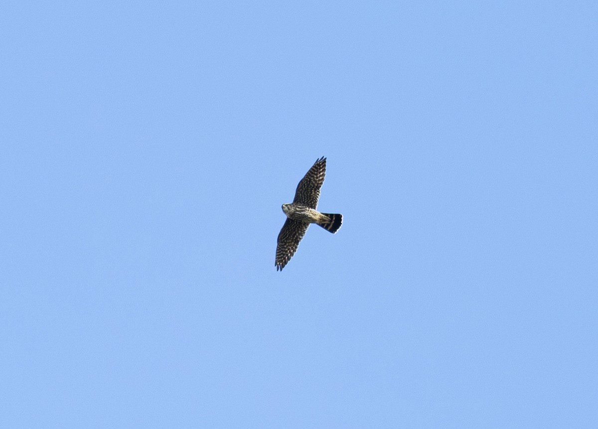 Merlin (Taiga) - ML643577753