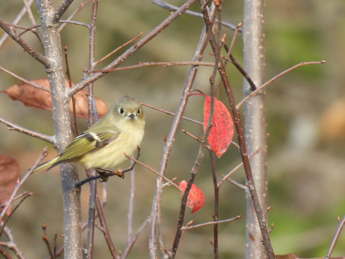 Ruby-crowned Kinglet - ML643577759