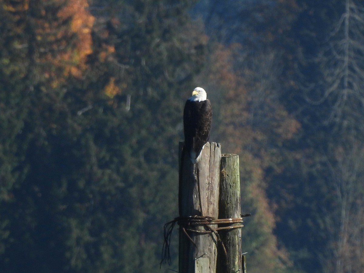 Bald Eagle - ML643577766