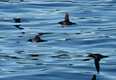 Sooty/Short-tailed Shearwater - ML643577775