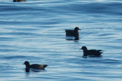 Sooty/Short-tailed Shearwater - ML643577776