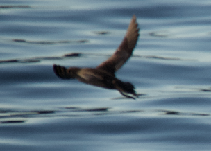 Sooty/Short-tailed Shearwater - ML643577777
