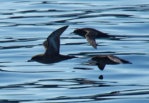 Sooty/Short-tailed Shearwater - ML643577778