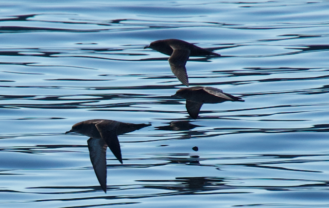 Sooty/Short-tailed Shearwater - ML643577779