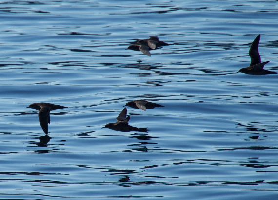 Sooty/Short-tailed Shearwater - ML643577780