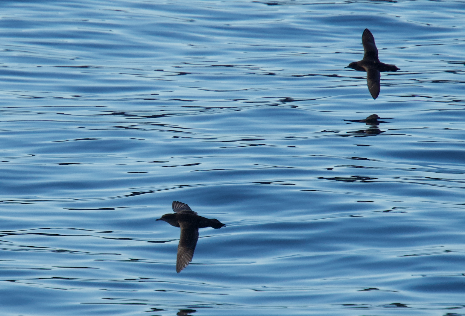 Sooty/Short-tailed Shearwater - ML643577781