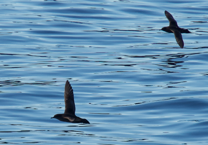 Sooty/Short-tailed Shearwater - ML643577782