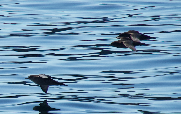 Sooty/Short-tailed Shearwater - ML643577783