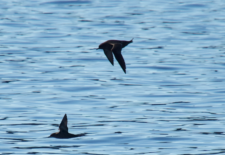 Sooty/Short-tailed Shearwater - ML643577784