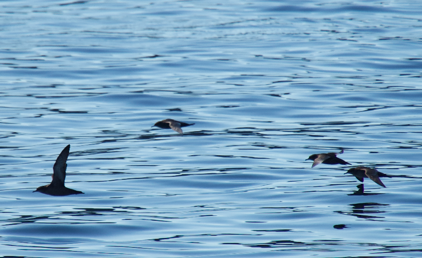 Sooty/Short-tailed Shearwater - ML643577785