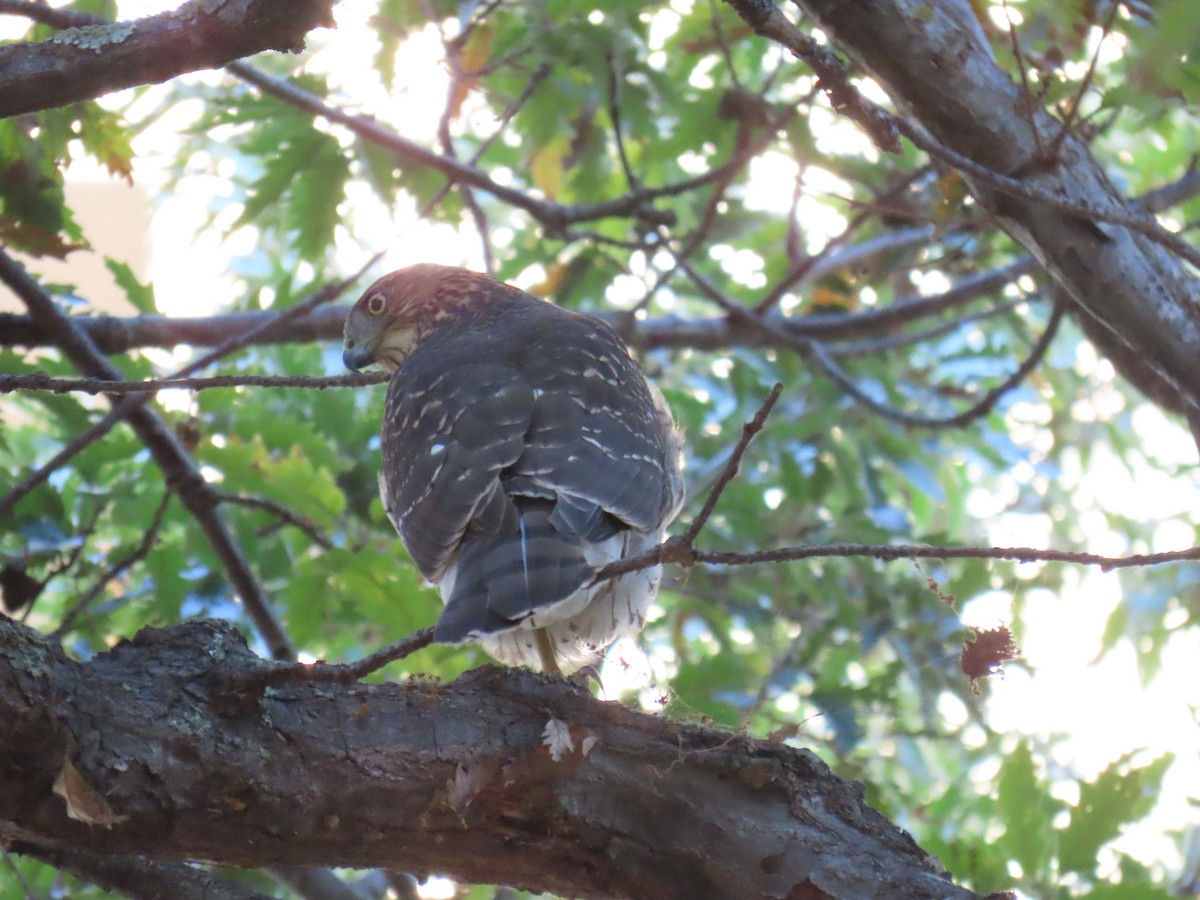 Cooper's Hawk - ML643577805
