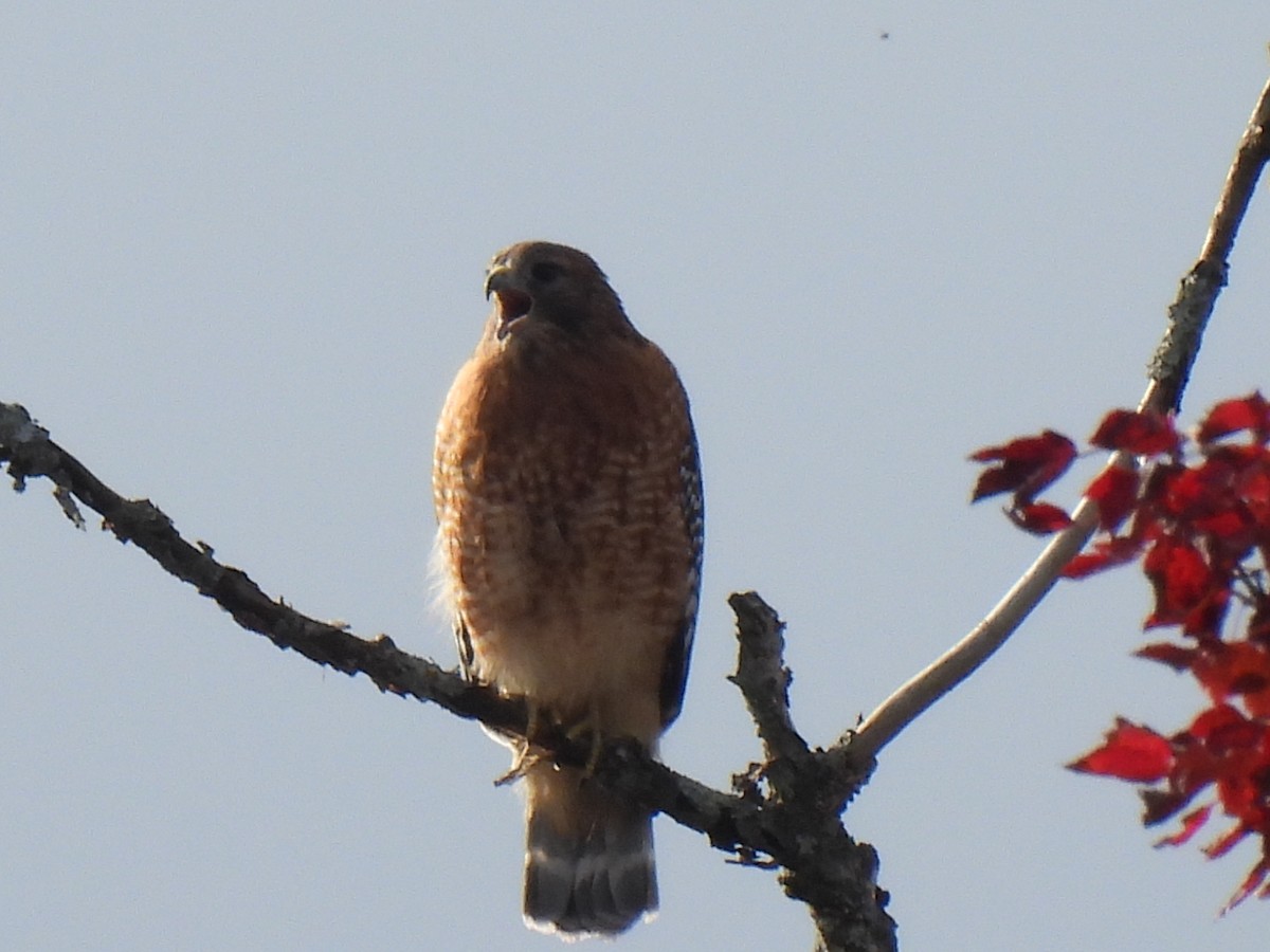 Red-shouldered Hawk - ML643577815