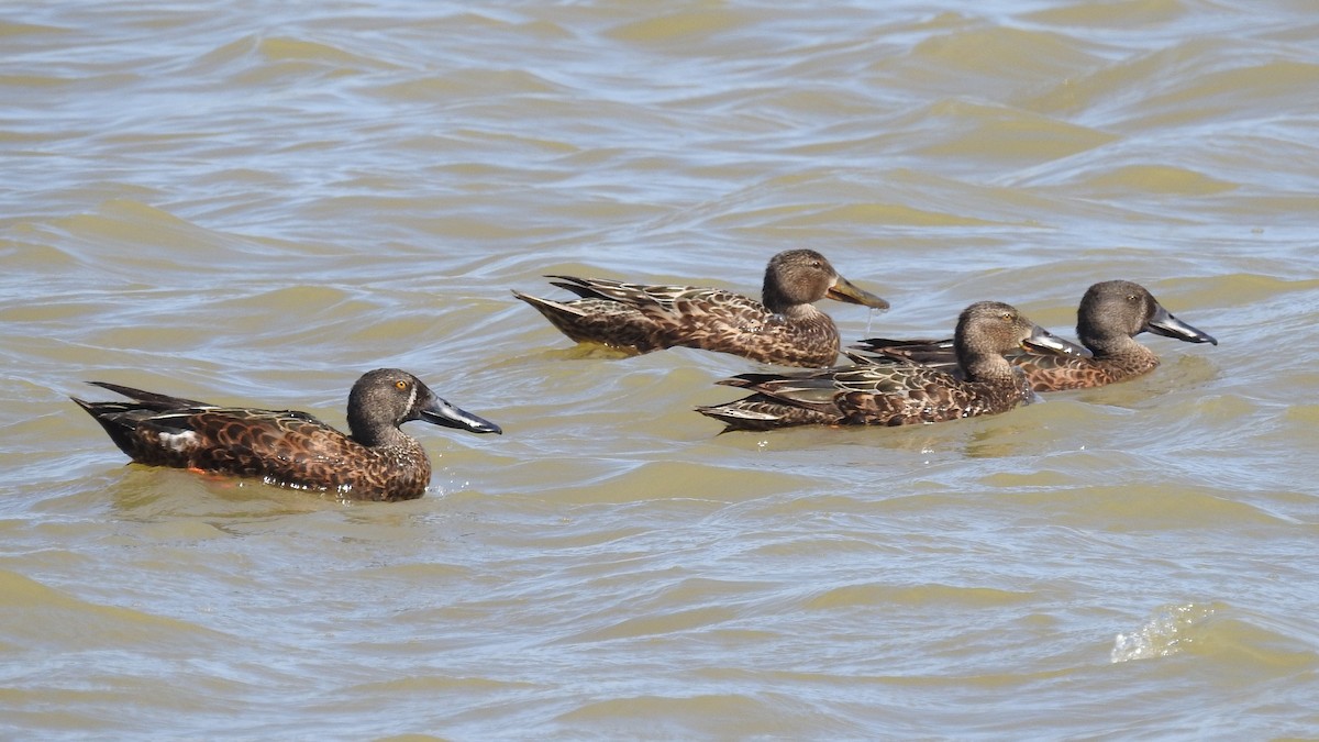 Australasian Shoveler - ML643577816