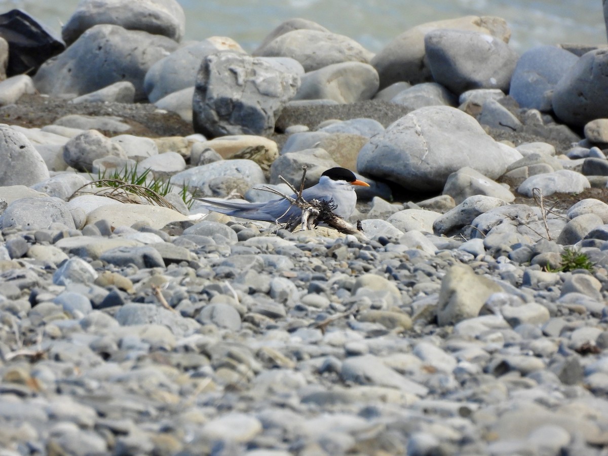 Black-fronted Tern - ML643577821