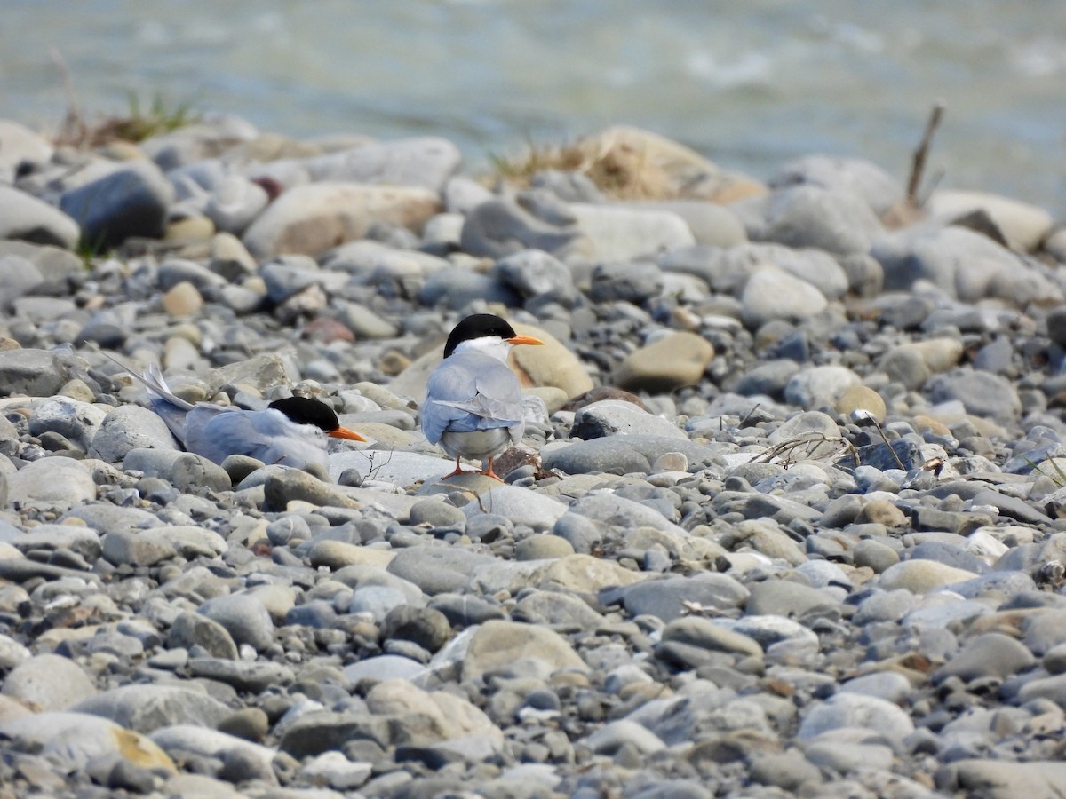 Black-fronted Tern - ML643577822