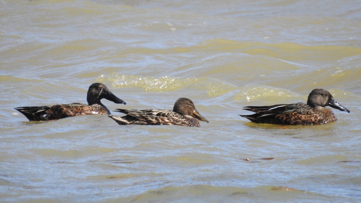 Australasian Shoveler - ML643577826
