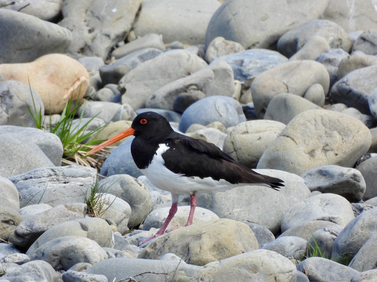 South Island Oystercatcher - ML643577830