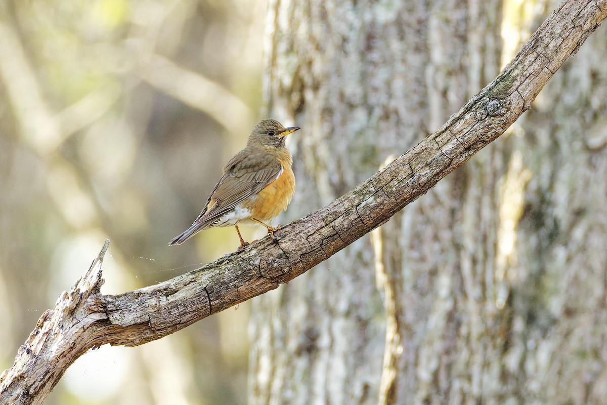 brunhodetrost - ML643577832