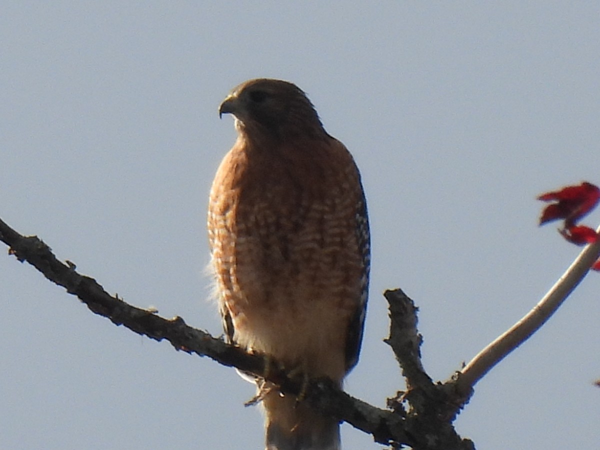 Red-shouldered Hawk - ML643577834