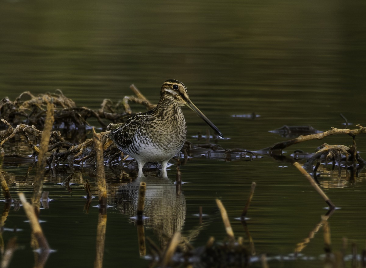 Wilson's Snipe - ML643577837
