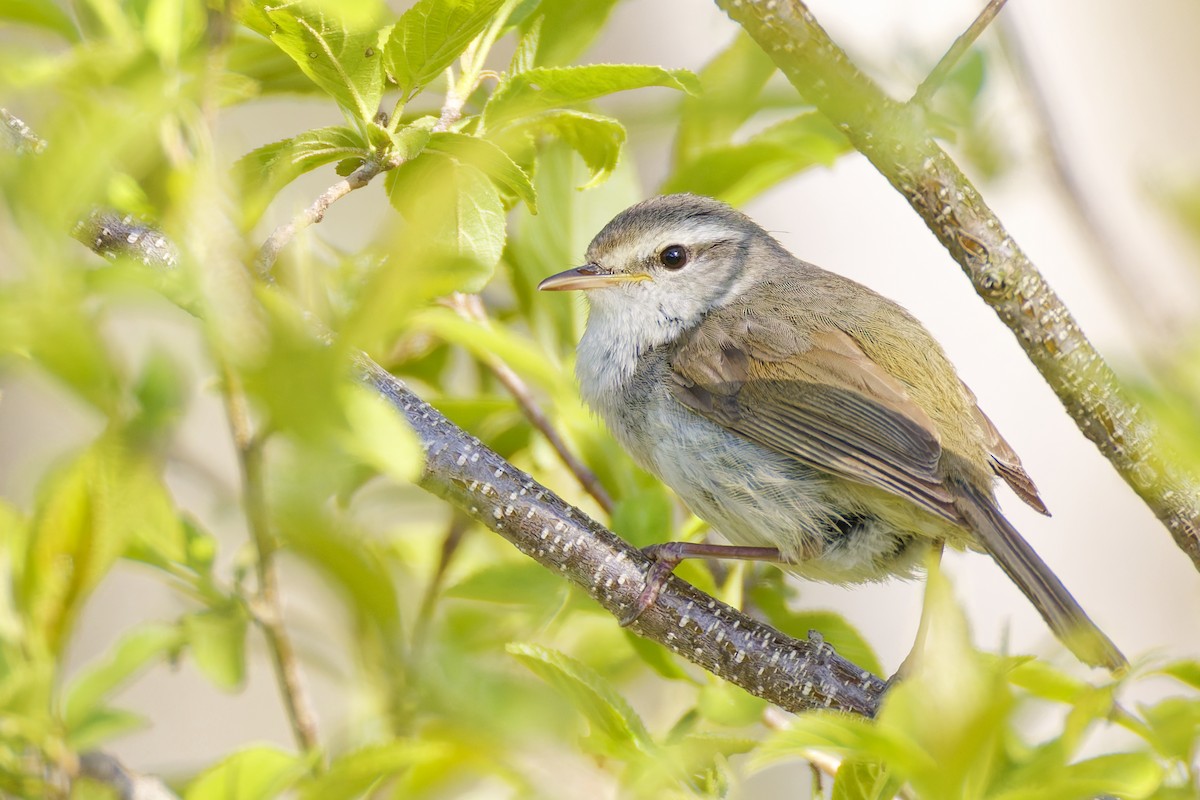 Japanese Bush Warbler - ML643577845
