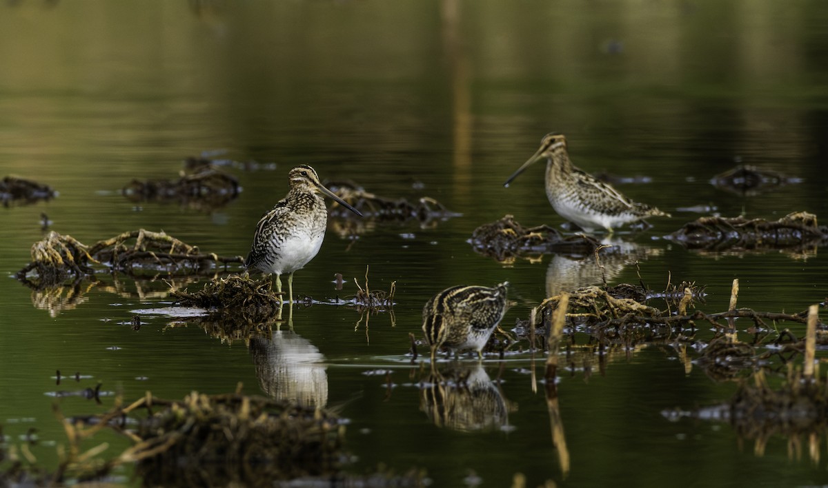 Wilson's Snipe - ML643577846